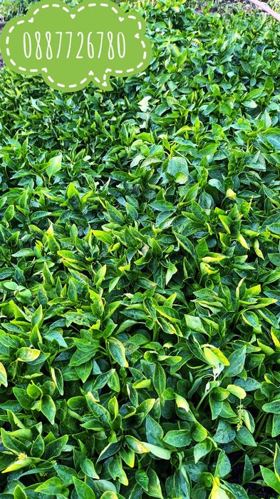 Готов разсад ранни домати краставици ягоди