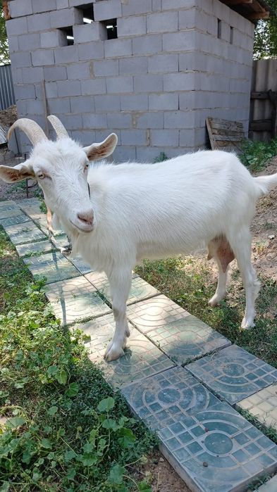 Ешкі, лақтар. Коза и козленки(доянная коза).