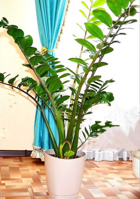 Долларовое дерево- символ финансового благополучия.