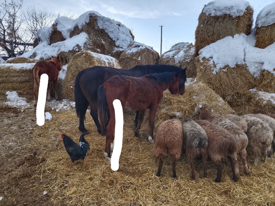 Продам жеребцы возраст 1 год