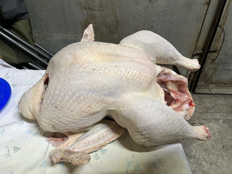 Продам мясо индюка
