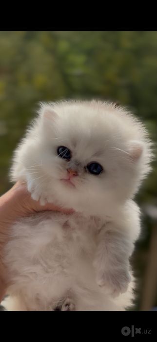 Чистакровные британиские котята на прадаже