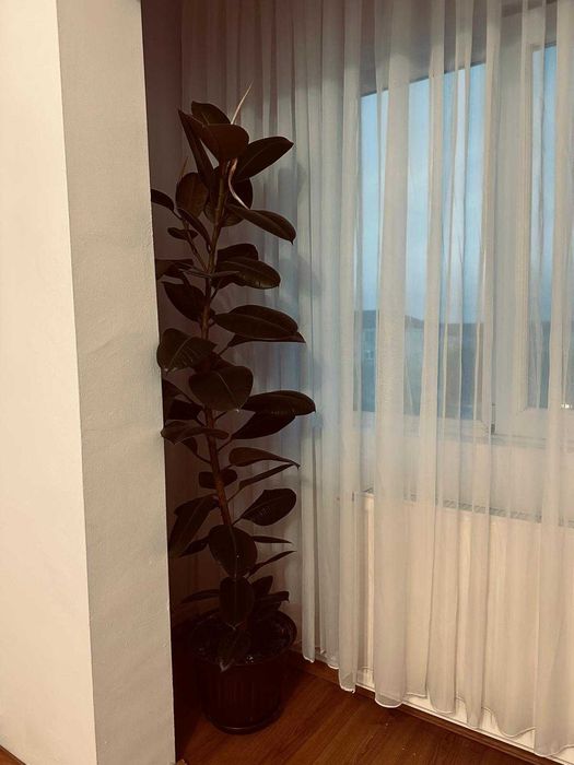 Proprietar, inchiriez apartament cu 1 camera