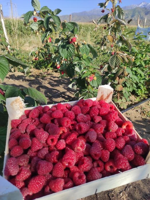 Малина элитный сортлар Маравила, Энросадира,Полонез, Полана ва Полька