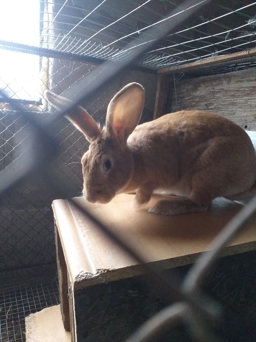 Кролики молодняк