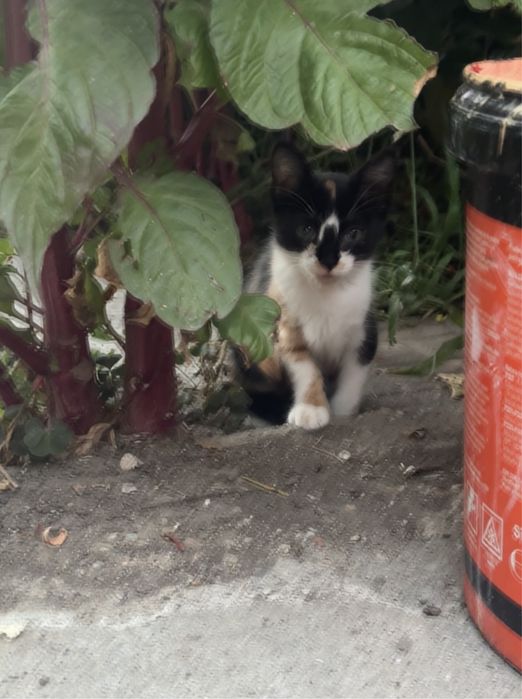 Pui de pisica spre adoptie
