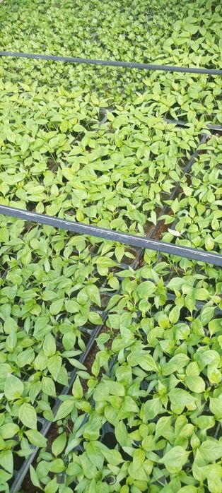 Răsaduri de vânzare