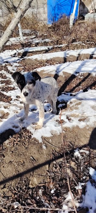 Отдам щенка в добрые руки