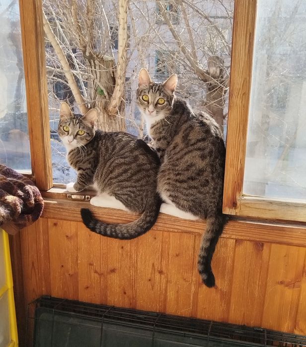 Отдам двух котиков.