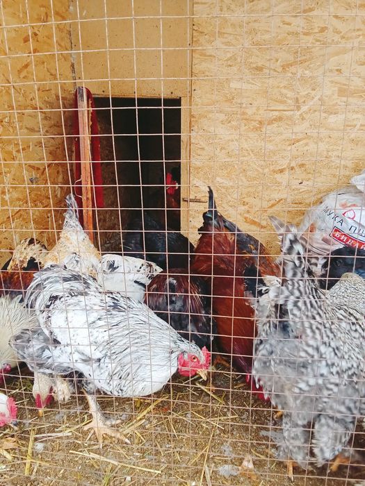 Продаются молодые петухи