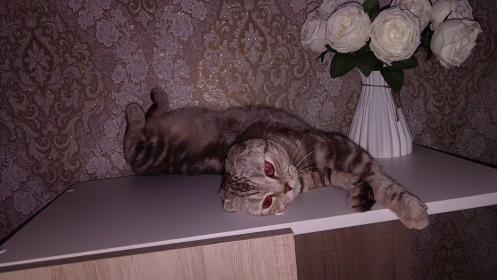 Ищем котика для вислоухой Боники