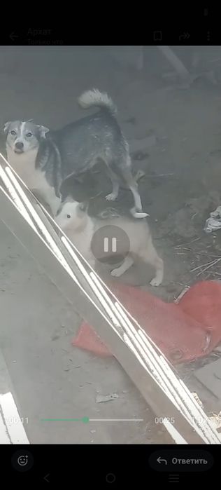 Лайка кушик сайтам еркек