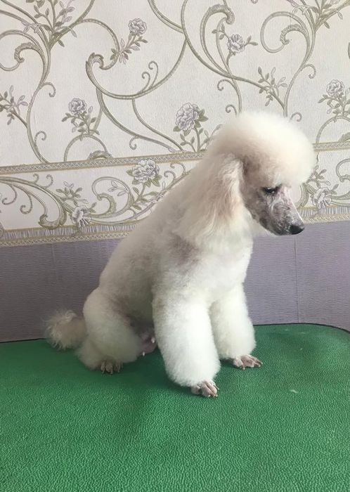 Груминг. стрижка собак