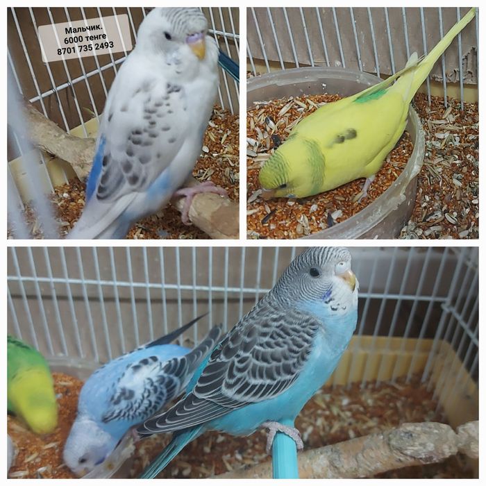 Продам молодых волнистых попугаев