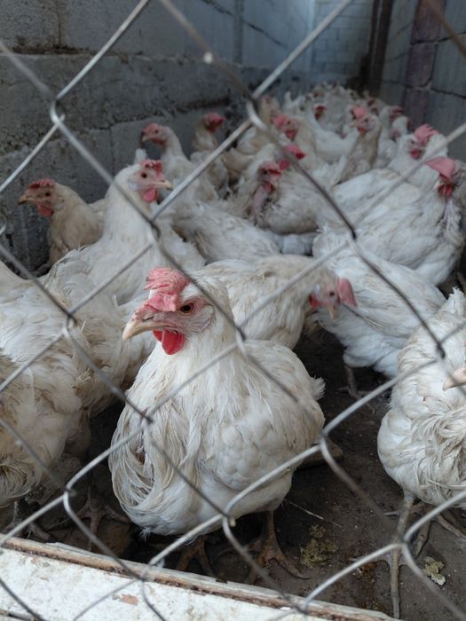 Птицы не сушка.Все белый