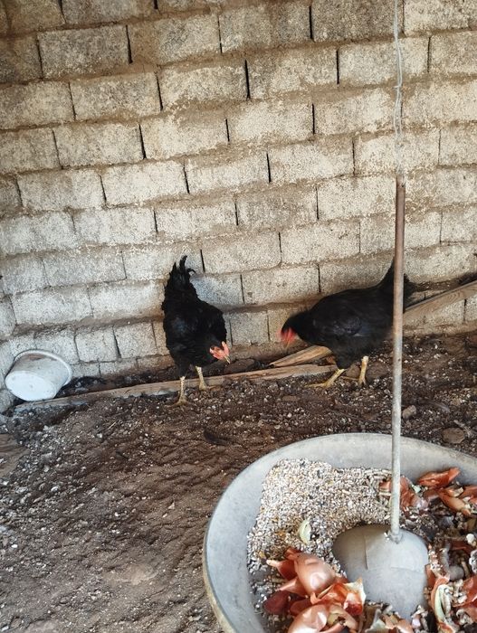 Xoroz joʻja 5 oyli 2 ta 150 mingdan qora shahzoda kelishamiz