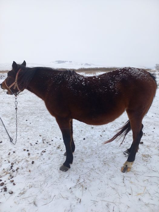 Продам кобылу жерёбая.
