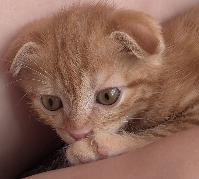 Продам 2х месячного котенка