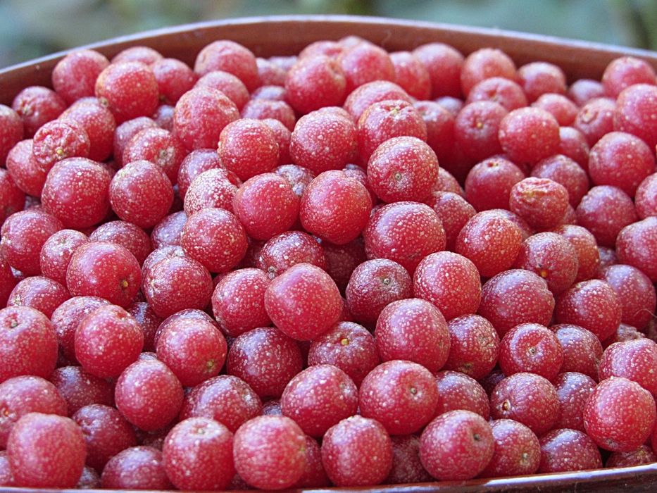 Есенна маслина (Елегнус)