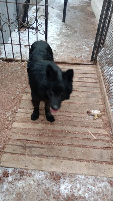 Ищем подругу для вязки