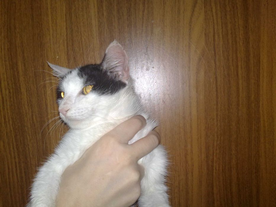 Пристраивается красивая кошечка лиза, 1 годик.