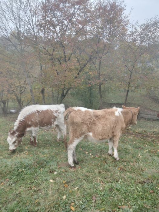 Vând trei  vițele