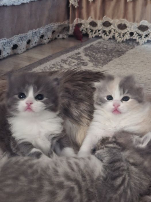 Шотландские  длинношерстные малыши