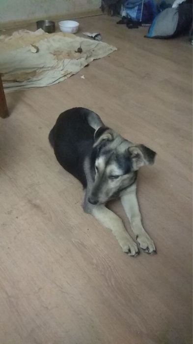 Отдаю собак в добрые руки