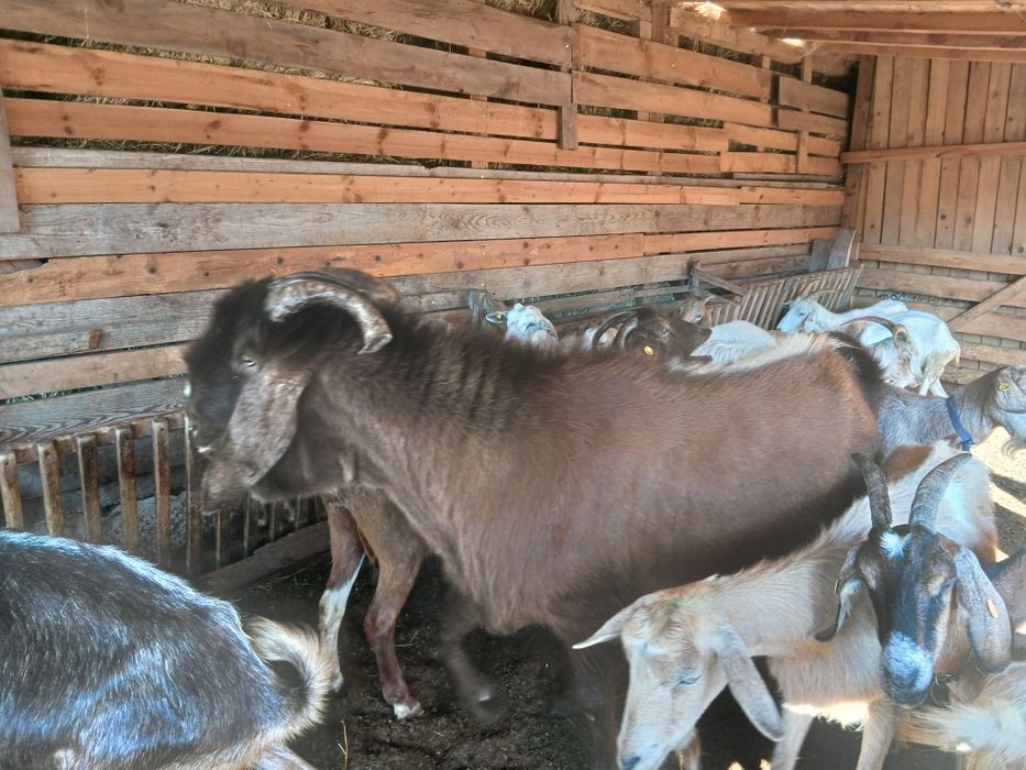 Продавам  п р ъ ч