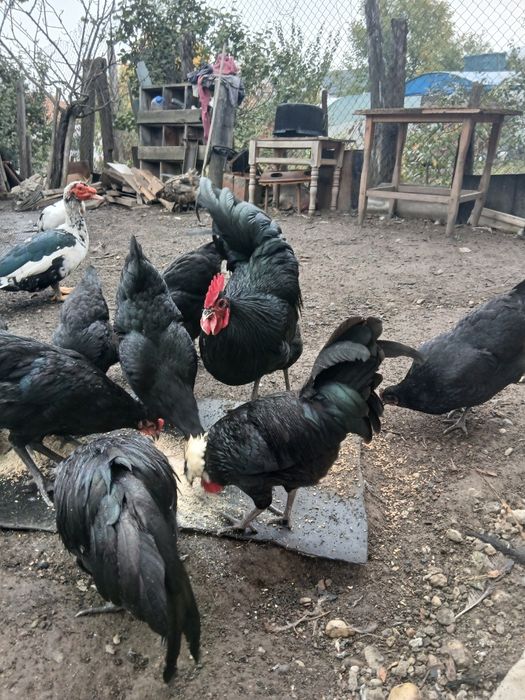 Schimb  cocoși motata olandeza