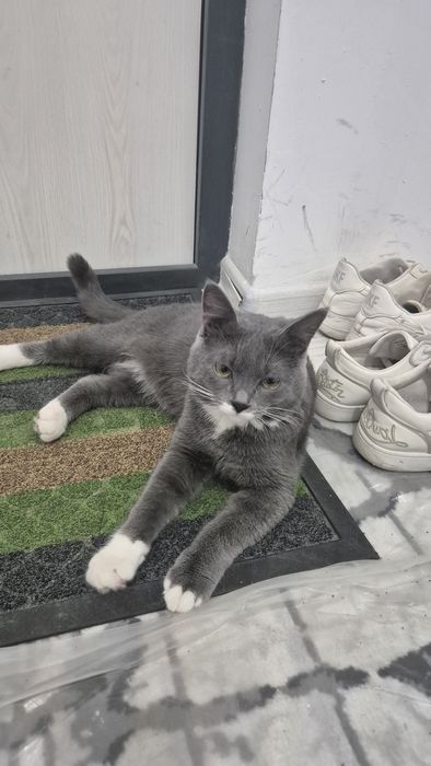 Strite Mushuk Sotiladi