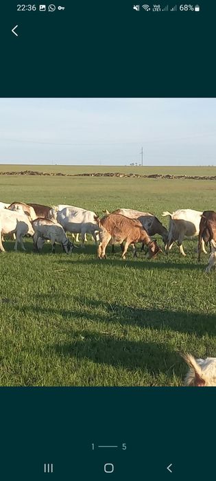 Продам козье молоко халаль и йогурты