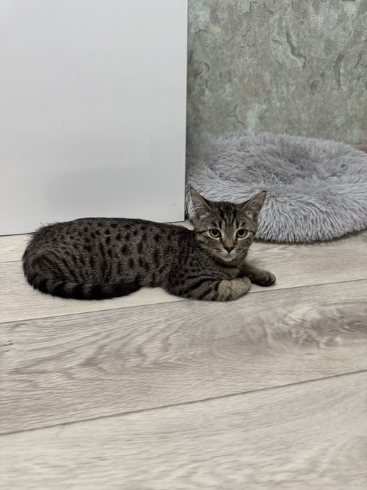 Отдам кота бесплатно