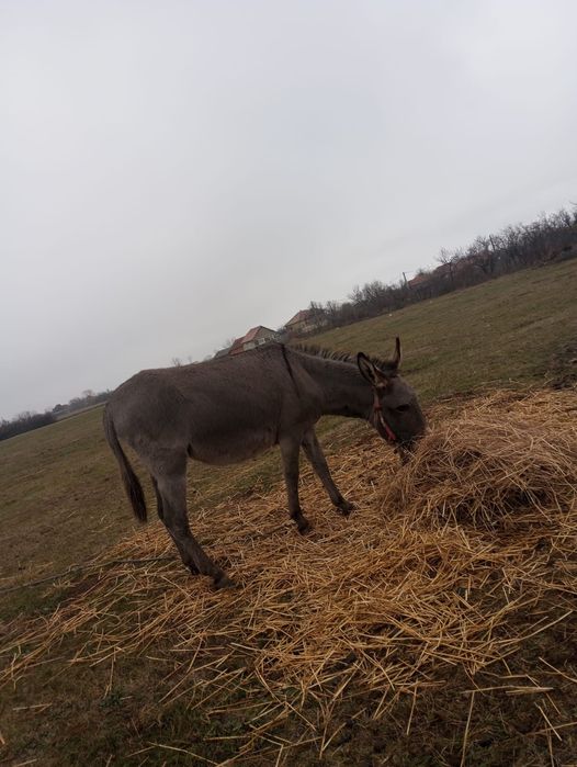 Vând Măgar și Măgăriță