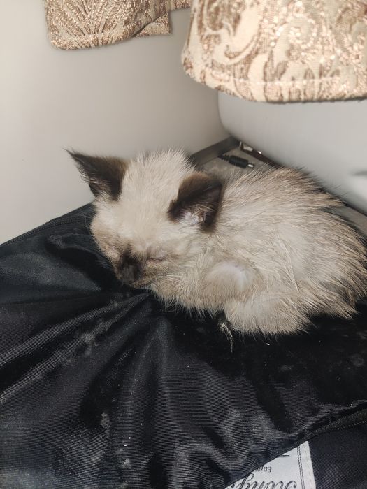 Маленькая кошка, кошка