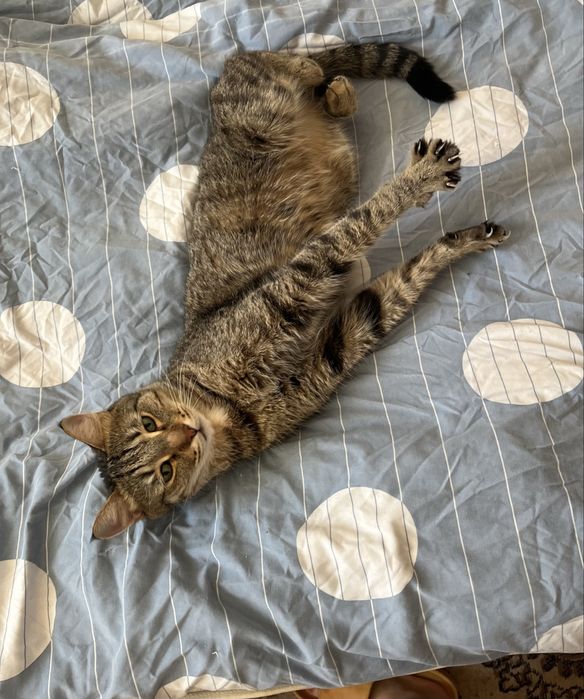 Отдаем кота( мальчик )