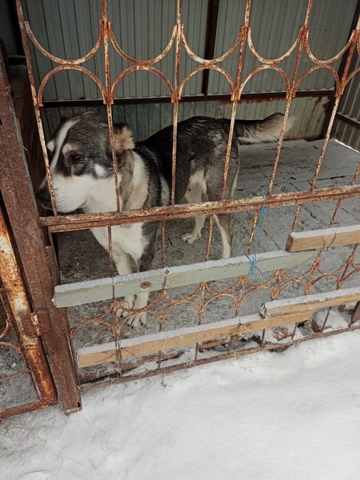 Төбет күшік сатамын