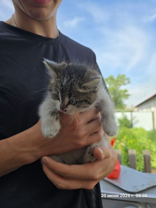 Котёнок мальчик в добрые руки