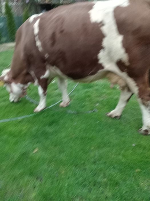 Vaca de 4 ani a doua fatare de vânzare, Întorsura Buzăului  rasa baltata romaneasca