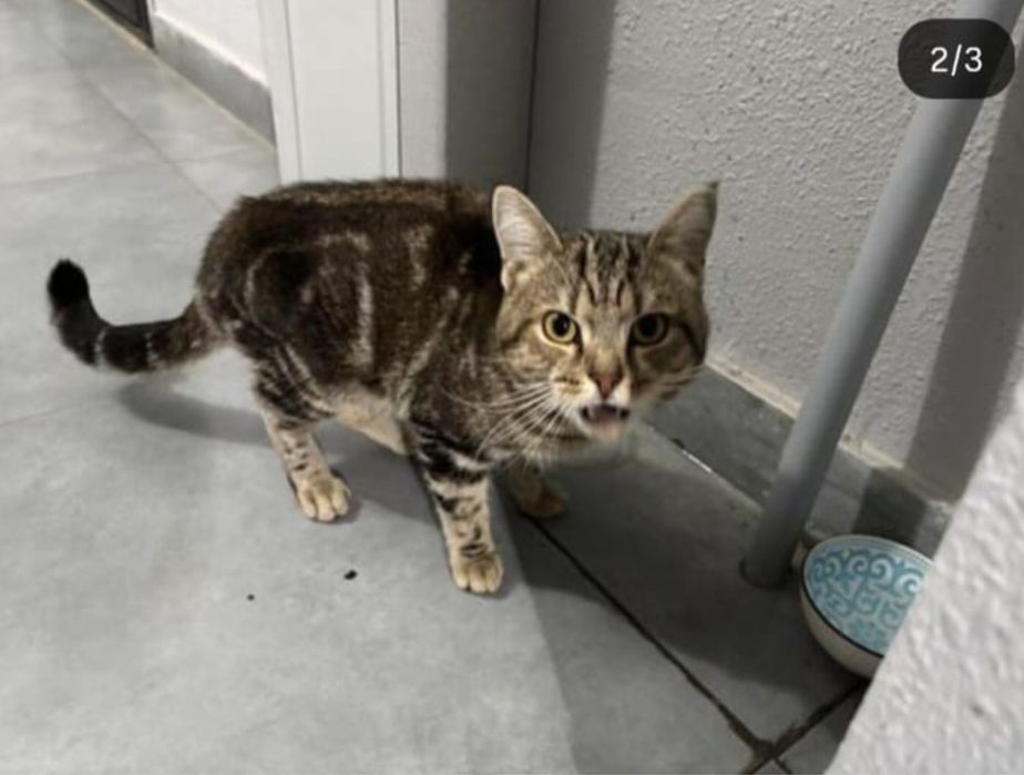 Отдам британца кота