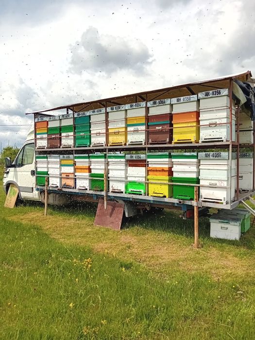Vand 30 de familii de albine