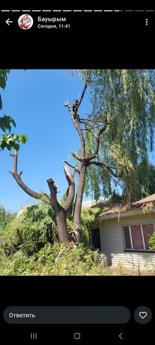 Спил деревьев Алматы