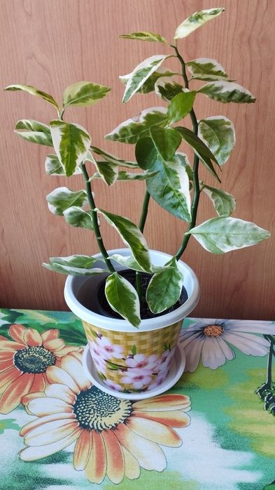 Педилантус домашний цветок