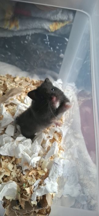 Подарявам хамстерчета.