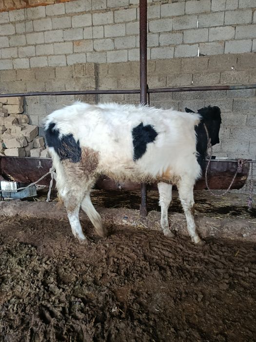 Ургашы буқа сатылады