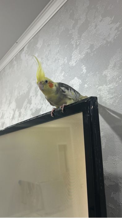 Попугай корелла вместе с клеткой