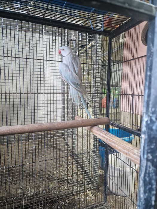 Papagali micul alexandru