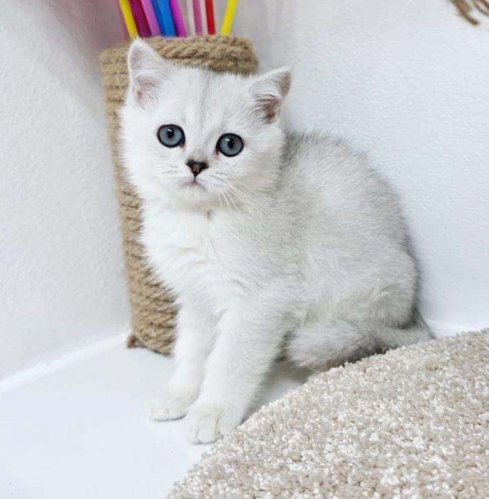 Британские девочки и мальчики