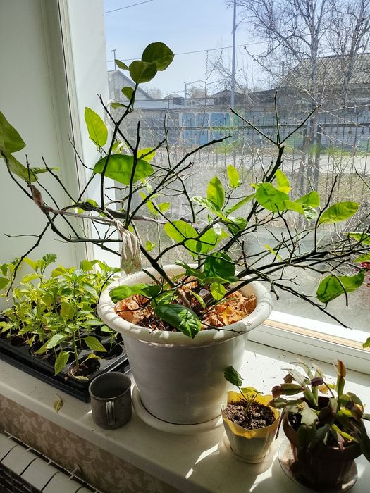 Продам два лимоных дерева,
