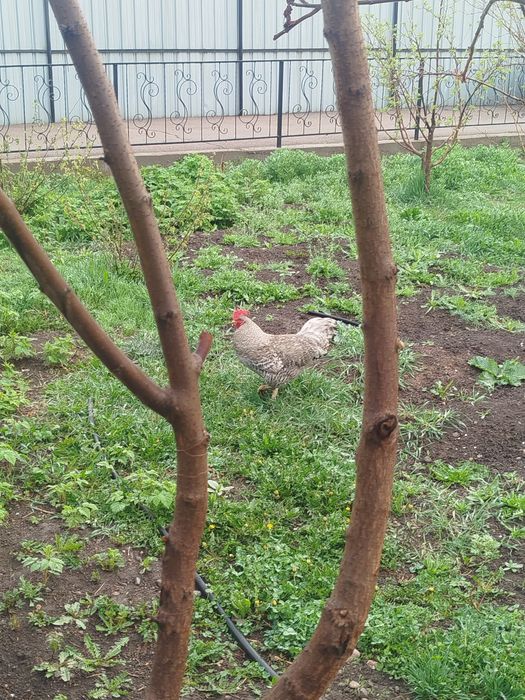 Продам молодых петухов